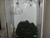 cupboard grow 2011 004.jpg