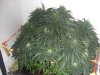 cupboard grow 2011 007.jpg