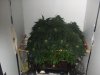 cupboard grow 2011 002.jpg