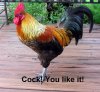 You like cock.jpg