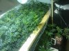 scrog 4 1-20.jpg