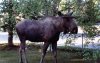 Pet Moose Spenard Mid-1990s.jpg