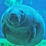 Fat Manatee