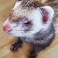 StonedFerret