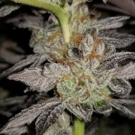 KB Grower
