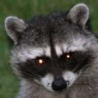 raccoon^de^buisson