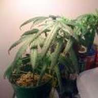 Closet Grow