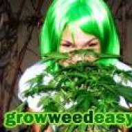 growweedtoday