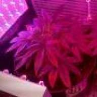 Ganjaneer85
