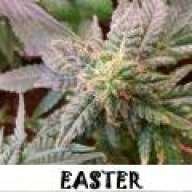 easterbunny