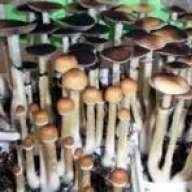 Psilocybe cubensis