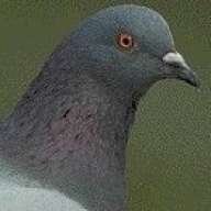 Pidgeon