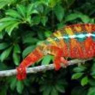 furcifer