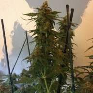 Northerngrower83