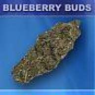 blueberryhydro420