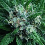 PeaceGrower