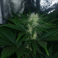 nonmeofthc