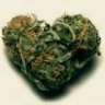 i <3 herb