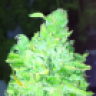 Drgreenthumb12