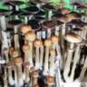 Psilocybe cubensis