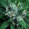 PeaceGrower
