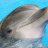 Wavy Dolphin