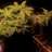 green thumb matt