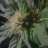 Oregonbuds