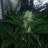 nonmeofthc