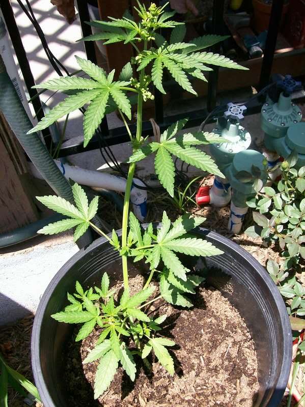 PLANT018.jpg