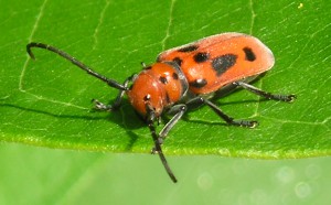 www.whatsthatbug.com