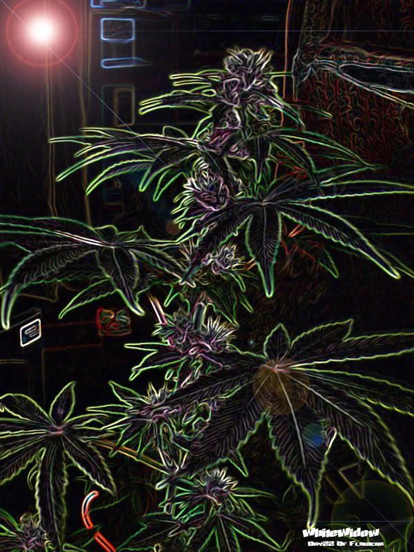21-7-07Plant1PimpedWW.jpg