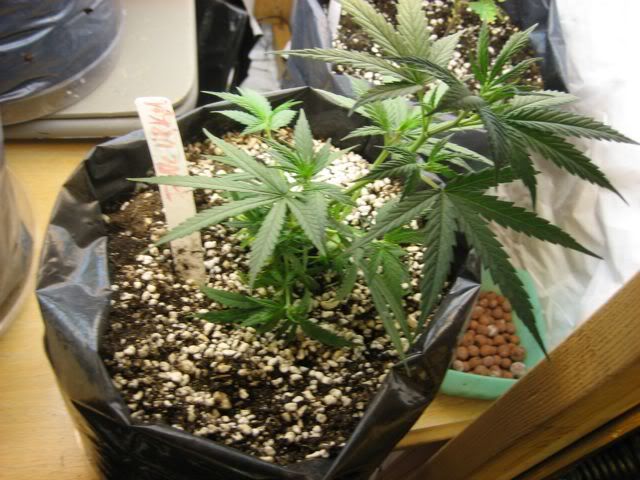IMG_1057.jpg