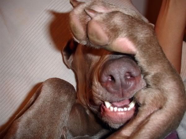 Dog_Covering_Eyes.jpg