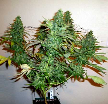 www.growweedeasy.com