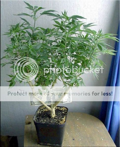 8887BONSAI1-med.jpg