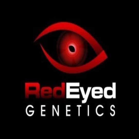 terpyseeds.com