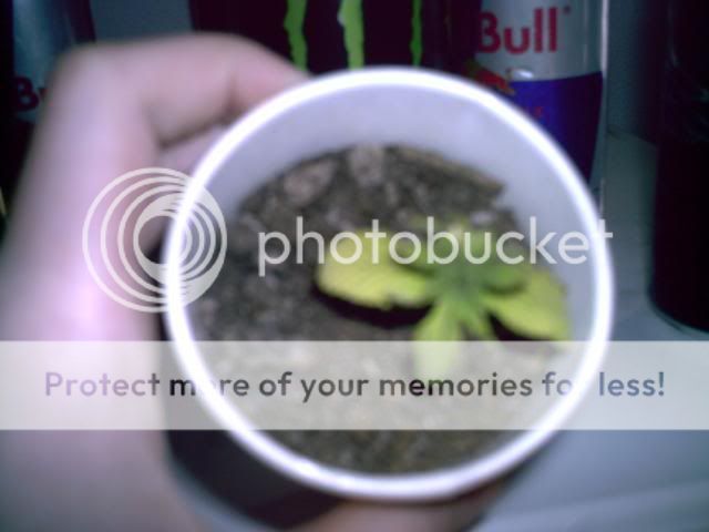 PIC00007.jpg