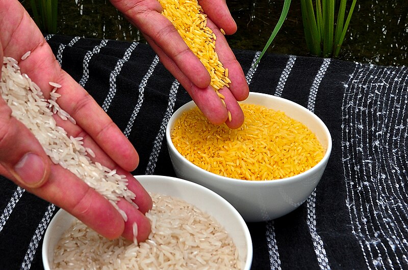 800px-Golden_Rice.jpg