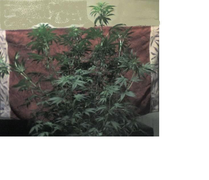 plant1-1.jpg