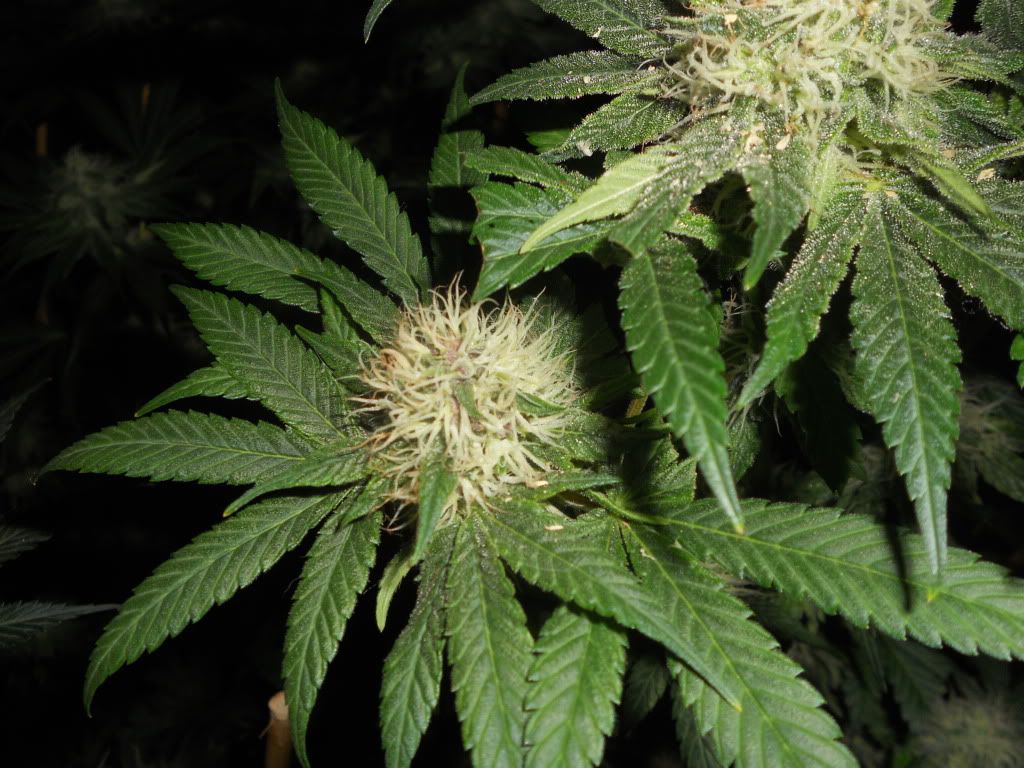 DSCN5568.jpg