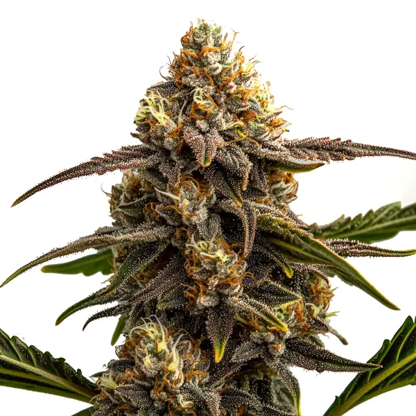 blimburnseeds.com