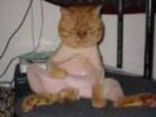 catpussy-1.jpg