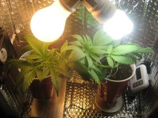 sprout013.jpg