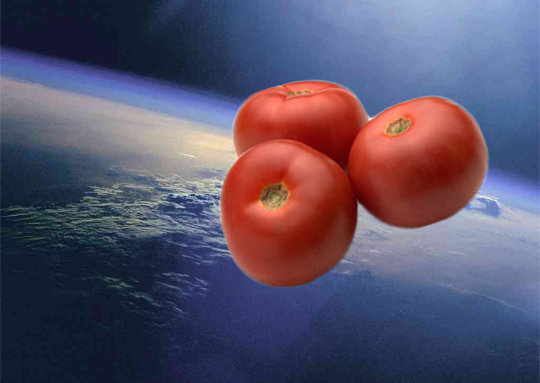 tomatoes-in-space.jpg