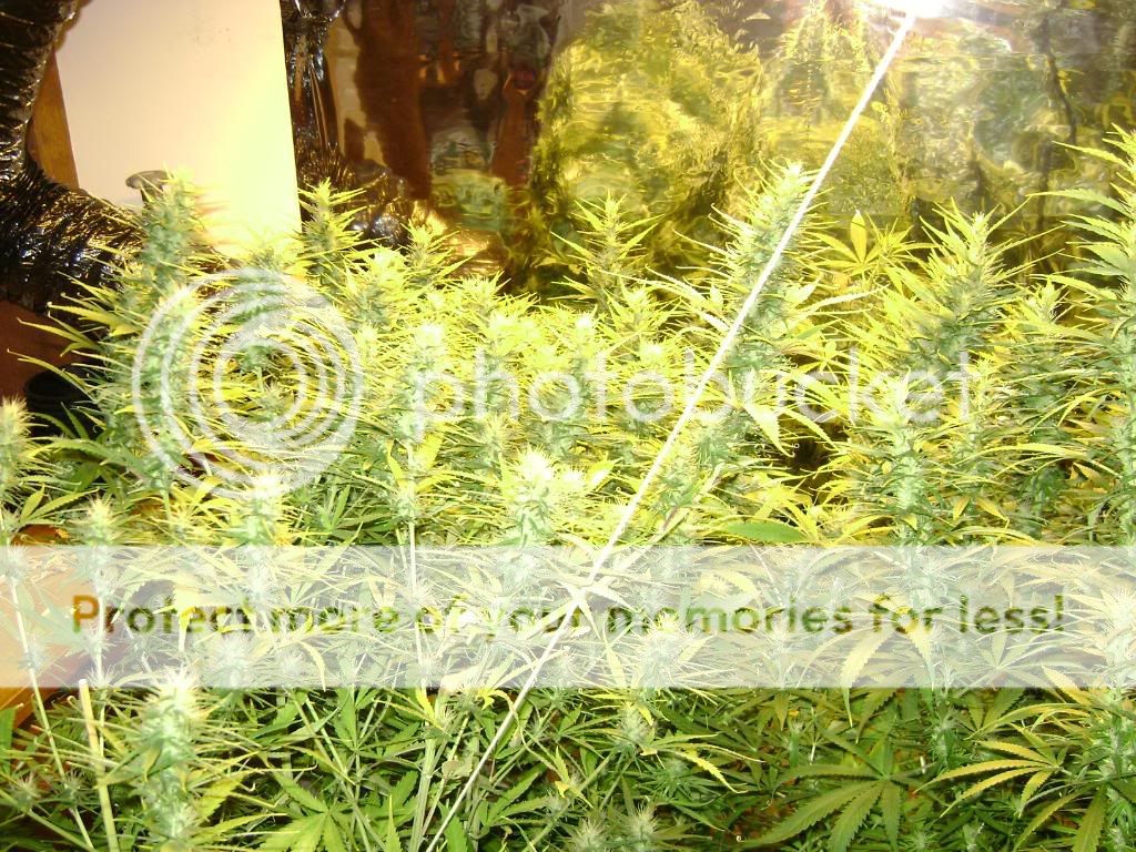 plantproblems054.jpg