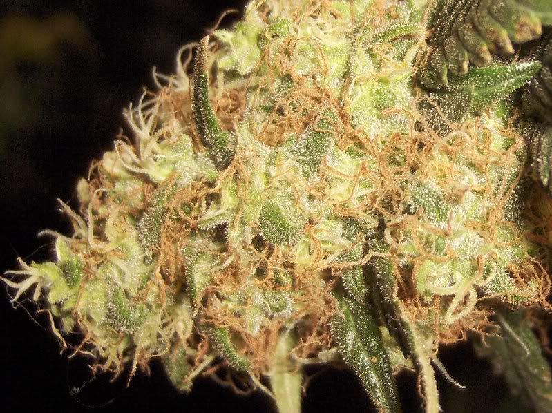 onedayb4flush018-1-1.jpg