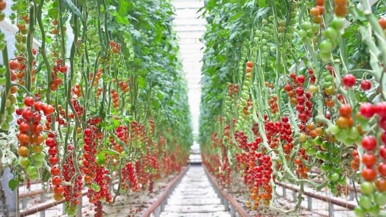 www.agritecture.com