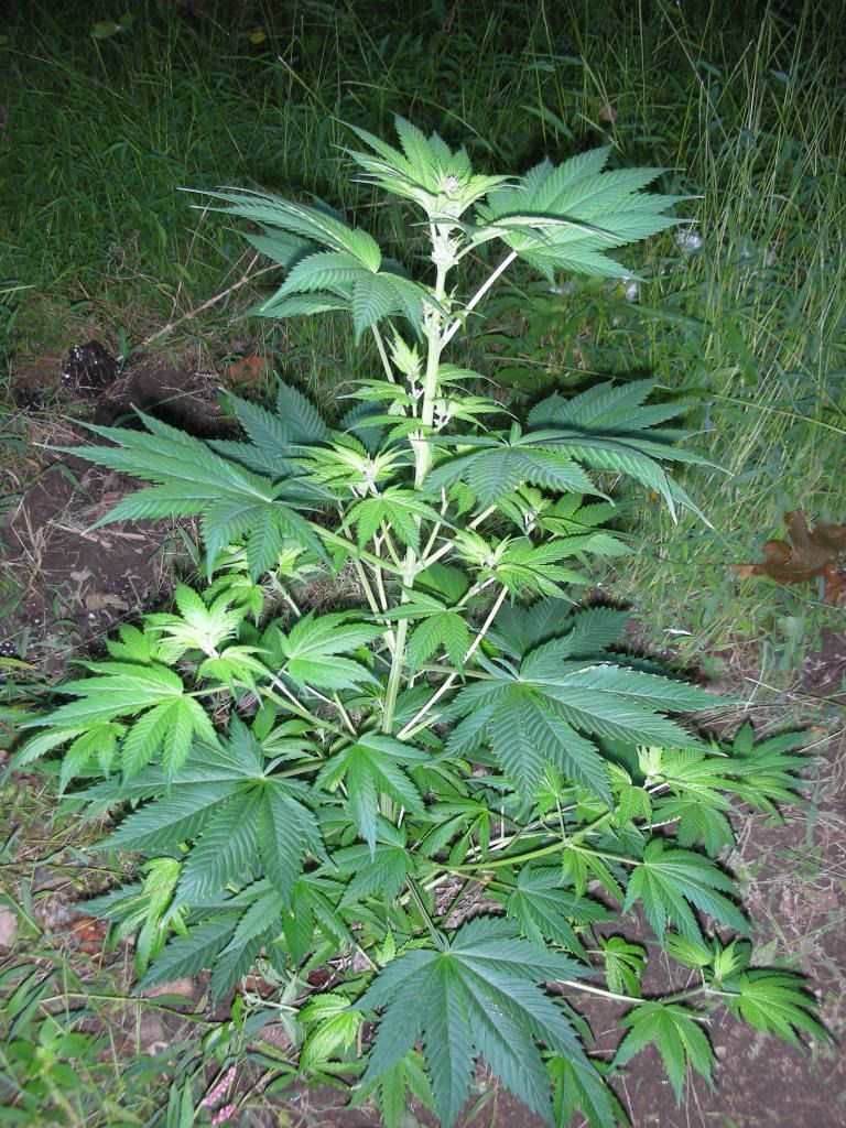 DSCN3374.jpg