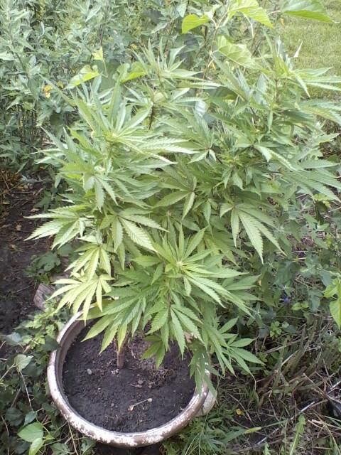 sourkush_zpsa51700c1.jpg
